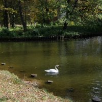 Одинокий лебедь на пруду. :: Люба 