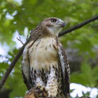 Red-tailed Hawk :: Al Pashang 
