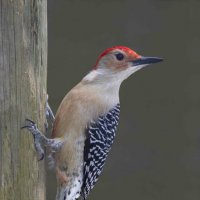 Woodpecker :: Al Pashang 