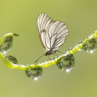 По ниточке... :: Андрей Пристяжнюк