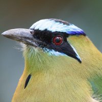 Bee-eater :: Al Pashang 