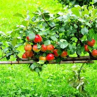 Поспели яблоки урожая 2023 г. :: Валерий Новиков