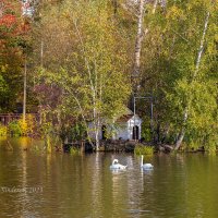 Лебеди на озере :: Александр Синдерёв