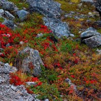 Растения каменных осыпей. :: Татьяна Помогалова