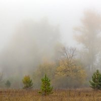 В тумане :: Евгений Тарасов 