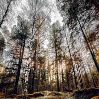 Лучи солнца в лесу :: Станислав Брисач