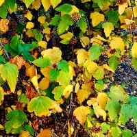 Осенние листья :: Елена Семигина