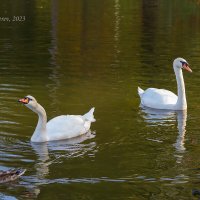 Пара лебедей на озере (из серии про лебедей) :: Александр Синдерёв