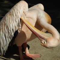 Розовый пеликан чистит перышки :: wea *