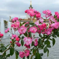 Розы и фонтаны :: Татьяна Тюменка