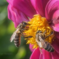 Пчёлы и осенний нектар георгинов :: Игорь Сарапулов