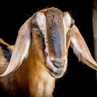 нубийская коза :: аркадий 