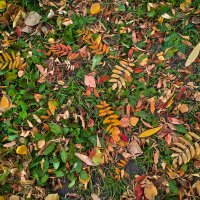 Мозаика октябрьских дворов. На ковре из жёлтых листьев :: Дмитрий Костоусов