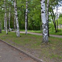 Березки в парке :: Ната57 Наталья Мамедова