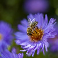 пчела на цветке :: Александр Леонов