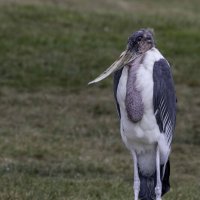 Marabou stork :: Al Pashang 