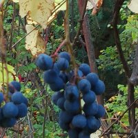 Осенний виноград :: Ольга Бекетова