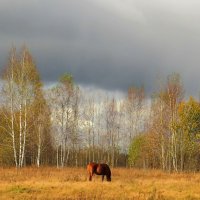 Пейзаж с лошадью :: Андрей Снегерёв