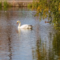 Белый лебедь на озере (из серии про лебедей) :: Александр Синдерёв
