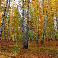 Яркие краски осени :: tamara kremleva