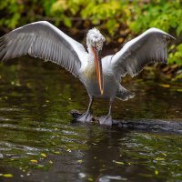 Кудрявый пеликан :: Геннадий Лосев