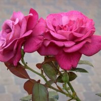 "Как хороши, как свежи были розы..." И.Мятлев :: Syntaxist (Светлана)
