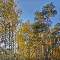 Осенний лес :: Василий Фроленок