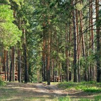 Заготовка леса :: Дмитрий Конев