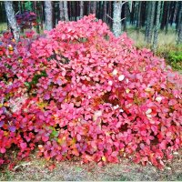 Сезон красных листьев на Куршской косе. :: Валерия Комова