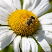 Макро пчелы на ромашке :: Александр Синдерёв