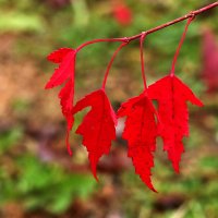 Листья красные, прекрасные... :: Светлана 