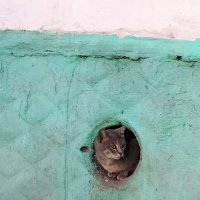 Серый кот нашел убежище внутри нашего подвала. :: Динара Каймиденова