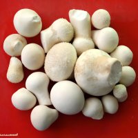 Дождевики грибы деликатесные! :: Андрей Заломленков