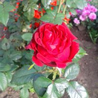 Роза из сентября. :: сергей 