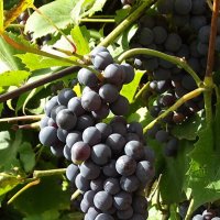 Винограда гроздь :: Freddy 97