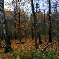 Осень не первоначальная и моя 200-я вело-фото-сессия :: Андрей Лукьянов