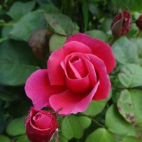 Розы аромат рождает грезы :: Лидия Бусурина