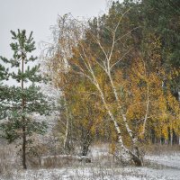 На опушке сезонов :: Валерий VRN