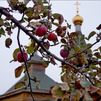 Поздние яблоки :: Сеня Белгородский