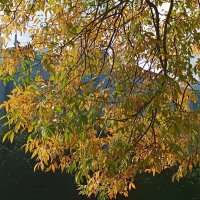 Осенние листья :: Стальбаум Юрий 