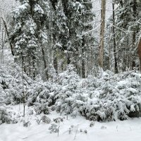елочки под снегом :: Владимир 