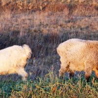 Овца и коза. :: сергей 