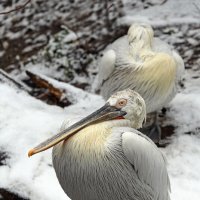 Зоопарк 31 окт, пеликаны арктические :: Михаил Бибичков