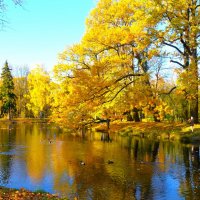 Золотое очарование на прудках"Озерки"... :: Sergey Gordoff