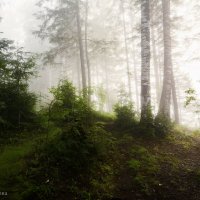 Туманный лес :: Елена Соколова