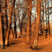 Облетела листва, природа ждёт, умолкнув, сна. :: Татьяна Помогалова