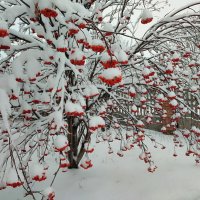 Начало зимы. :: Валентина Богатко 