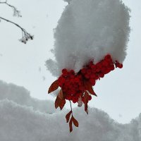 Снегопад :: Валентина Богатко 