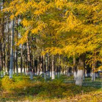 Осень в моем городе :: Игорь Сикорский