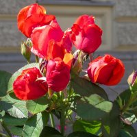 Красные розы :: Любовь Зинченко 